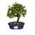 Bonsai de Piracanta Variagata - 4 Anos - B18 - Imagem 1