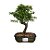 Bonsai de Piracanta Variagata - 4 Anos - B19 - Imagem 1