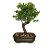 Bonsai de Piracanta Variagata - 4 Anos - B19 - Imagem 2