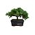 Bonsai de Junipero Procumbens - 3 Anos - B20 - Imagem 2