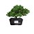 Bonsai de junipero Procumbens - 3 Anos - B21 - Imagem 1