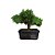 Bonsai de junipero Procumbens - 3 Anos - B21 - Imagem 2