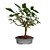 Bonsai de Amora - 4 anos - B10 - Imagem 1