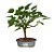 Bonsai de Amora - 4 anos - B10 - Imagem 2