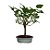 Bonsai de Amora - 4 anos - B11 - Imagem 2