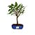 Bonsai de Amora - 4 anos - B12 - Imagem 1