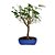Bonsai de Amora - 4 anos - B12 - Imagem 2
