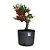 Pré Bonsai de Piracanta Vermelha - 4 Anos - PB14 - Imagem 2