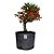 Pré Bonsai de Piracanta Vermelha - 4 Anos - PB14 - Imagem 1