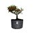 Pré Bonsai de Piracanta Vermelha - 4 Anos - PB15 - Imagem 2