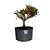 Pré Bonsai de Piracanta Vermelha - 4 Anos - PB15 - Imagem 1