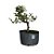 Pré Bonsai de Piracanta Amarela - 4 Anos - PB16 - Imagem 2