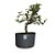 Pré Bonsai de Piracanta Amarela - 4 Anos - PB16 - Imagem 1