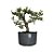 Pré Bonsai de Piracanta Amarela - 4 Anos - PB17 - Imagem 1