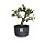 Pré Bonsai de Piracanta Amarela - 4 Anos - PB17 - Imagem 2