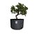 Pré Bonsai de Piracanta Laranja - 4 Anos - PB18 - Imagem 2