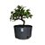 Pré Bonsai de Piracanta Laranja - 4 Anos - PB18 - Imagem 1
