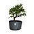 Pré Bonsai de Piracanta Laranja - 4 Anos - PB19 - Imagem 2