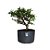 Pré Bonsai de Piracanta Laranja - 4 Anos - PB19 - Imagem 1
