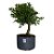 Pré Bonsai de Jasmim Anão Gardênia - 4 Anos - PB20 - Imagem 2