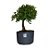 Pré Bonsai de Jasmim Anão Gardênia - 4 Anos - PB20 - Imagem 1