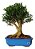 Bonsai De Buxus Harlandi- 10 Anos - Nº03 - Imagem 1