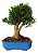 Bonsai De Buxus Harlandi- 10 Anos - Nº03 - Imagem 2