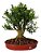 Bonsai De Buxus Harlandi- 12 Anos - Nº05 - Imagem 1