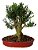 Bonsai De Buxus Harlandi- 12 Anos - Nº05 - Imagem 2