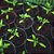 Adubo Forth Maxgreen 04-14-08 1kg Fertilizante P/ Jardinagem - Imagem 6