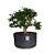 Pré Bonsai de Carmona Retusa - 4 Anos - PB22 - Imagem 1