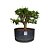 Pré Bonsai de Carmona Retusa - 4 Anos - PB22 - Imagem 2