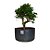 Pré Bonsai de Carmona Retusa - 4 Anos - PB23 - Imagem 1
