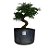 Pré Bonsai de Caliandra Rosa - 4 Anos - PB24 - Imagem 1