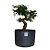 Pré Bonsai de Caliandra Rosa - 4 Anos - PB25 - Imagem 1