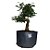 Pré Bonsai de Caliandra Rosa - 4 Anos - PB25 - Imagem 2