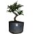 Pré Bonsai de Caliandra Rosa - 4 Anos - PB26 - Imagem 2