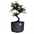 Pré Bonsai de Caliandra Rosa - 4 Anos - PB26 - Imagem 1