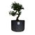 Pré Bonsai de Caliandra Rosa - 4 Anos - PB27 - Imagem 2