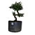 Pré Bonsai de Caliandra Rosa - 4 Anos - PB27 - Imagem 1