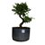 Pré Bonsai de Caliandra Rosa - 4 Anos - PB28 - Imagem 2