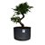 Pré Bonsai de Caliandra Rosa - 4 Anos - PB28 - Imagem 1