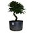 Pré Bonsai de Caliandra Rosa - 4 Anos - PB29 - Imagem 1