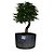 Pré Bonsai de Caliandra Rosa - 4 Anos - PB29 - Imagem 2