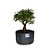 Pré Bonsai de Serissa - 4 Anos - PB30 - Imagem 1