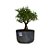 Pré Bonsai de Serissa - 4 Anos - PB30 - Imagem 2