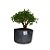 Pré Bonsai de Serissa - 4 Anos - PB31 - Imagem 2
