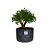 Pré Bonsai de Serissa - 4 Anos - PB31 - Imagem 1
