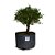 Pré Bonsai de Serissa - 4 Anos - PB32 - Imagem 2