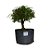 Pré Bonsai de Serissa - 4 Anos - PB32 - Imagem 1